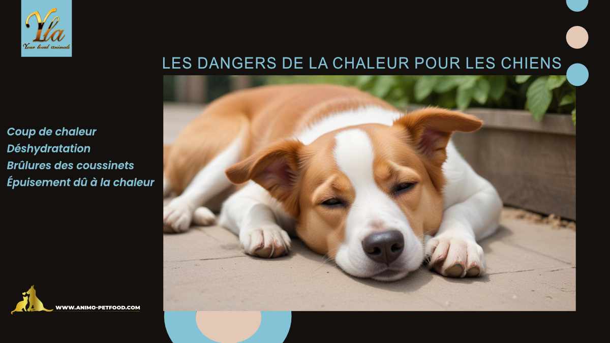 Les dangers de la chaleur pour les chiens : coup de chaleur, déshydratation, brûlures des coussinets, épuisement dû à la chaleur
